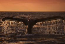 Whale Alert: 5 500 BTC переведены с неизвестного адреса на биржу Binance