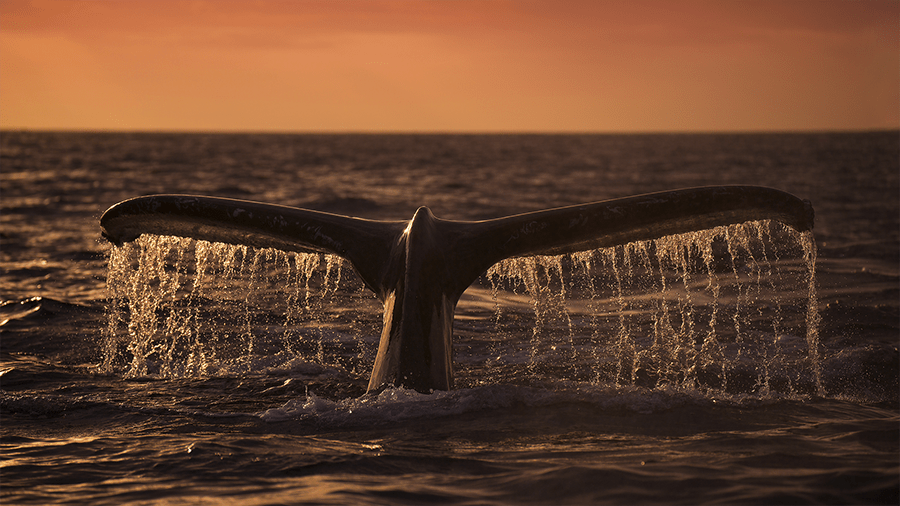 Whale Alert: 5 500 BTC переведены с неизвестного адреса на биржу Binance